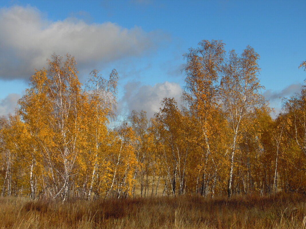 Осень золотая. - nadyasilyuk Вознюк Осень золотая. - nadyasilyuk Вознюк