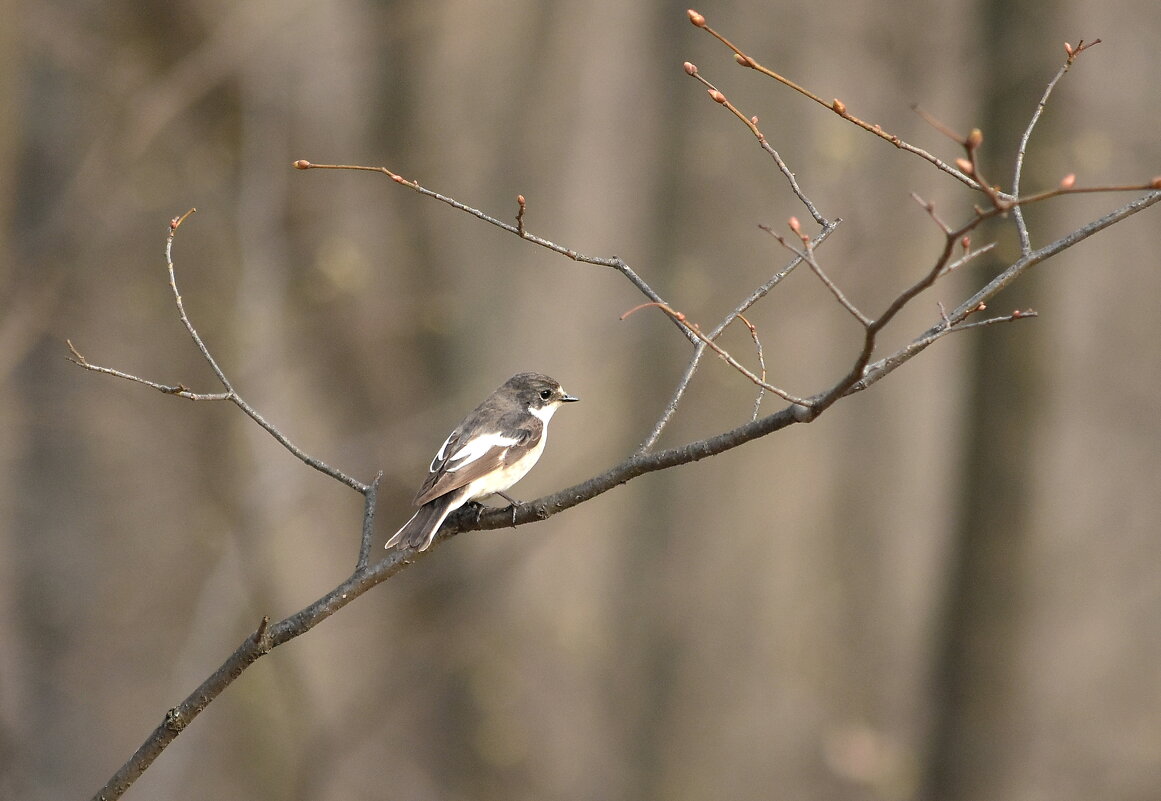 Мухоловка. - Алексей . Мухоловка. - Алексей .