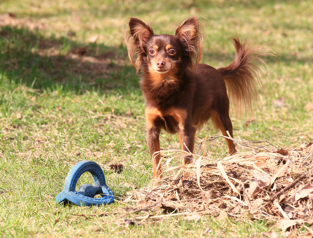Макарка - Ольга Барташевич