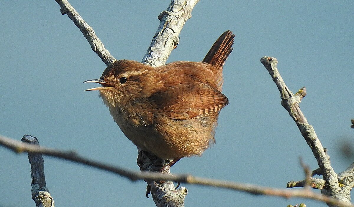 Крапивник - Natalia Harries Крапивник - Natalia Harries
