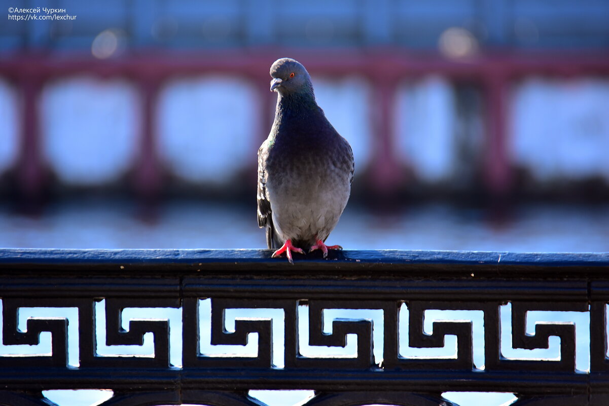 Сизый - Алексей Чуркин Сизый - Алексей Чуркин