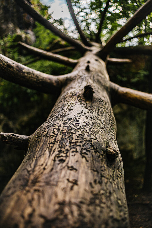 Узоры на дереве от муравьёв-древоточцев - Анастасия Трофимова Узоры на дереве от муравьёв-древоточцев - Анастасия Трофимова