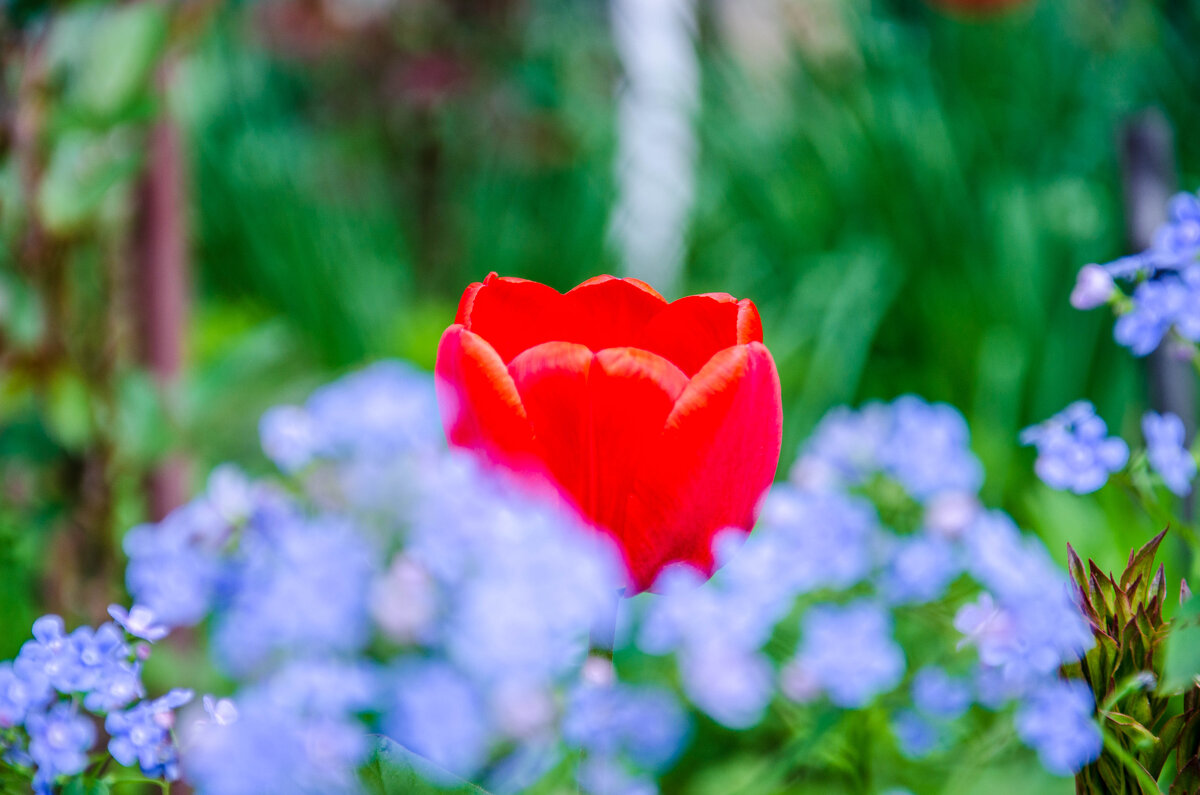 тюльпанчик не в фоне - Александр Леонов тюльпанчик не в фоне - Александр Леонов