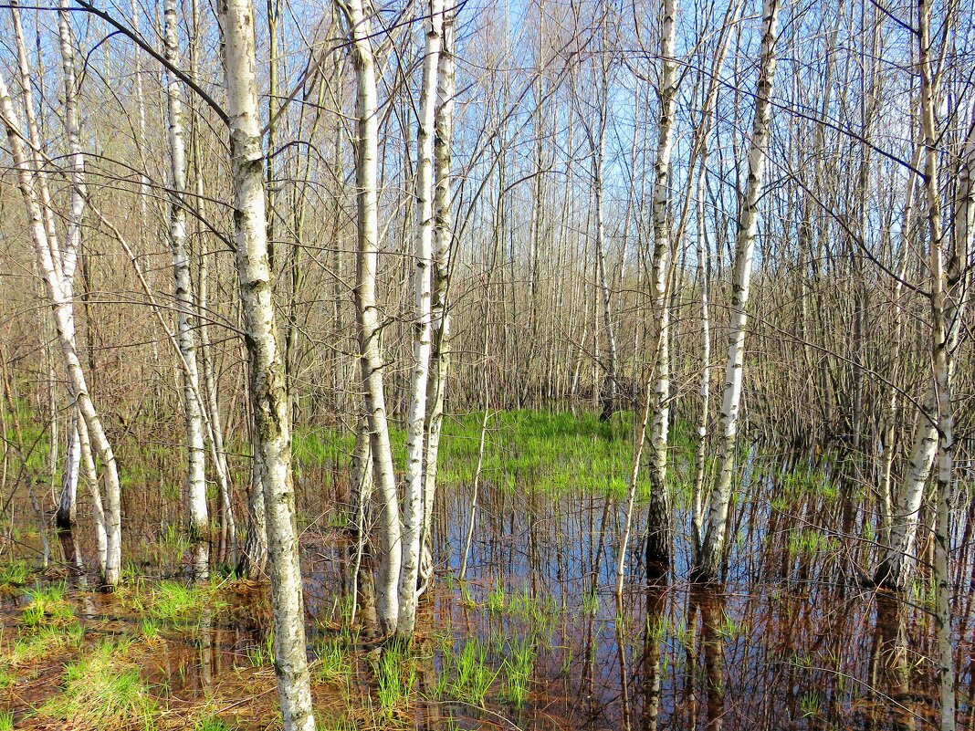 Рощица в талой воде - Андрей Снегерёв