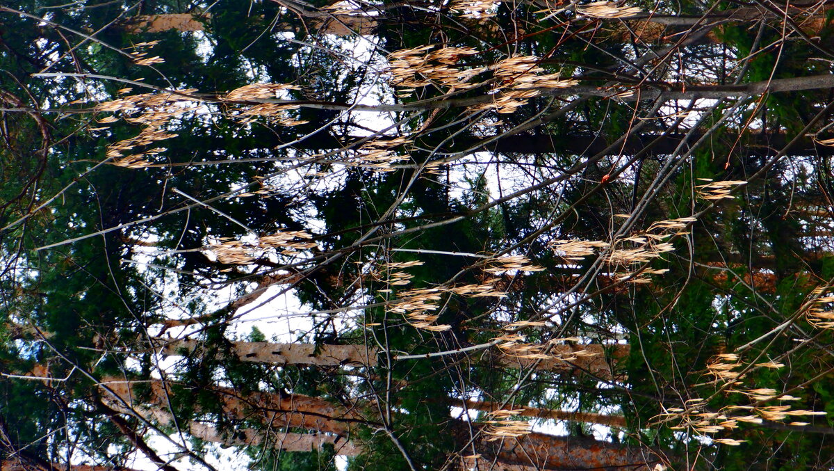 Природа - Михаил Природа - Михаил