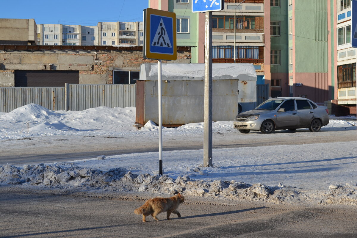 Кот  Рыжий,на  переходе... - Георгиевич 