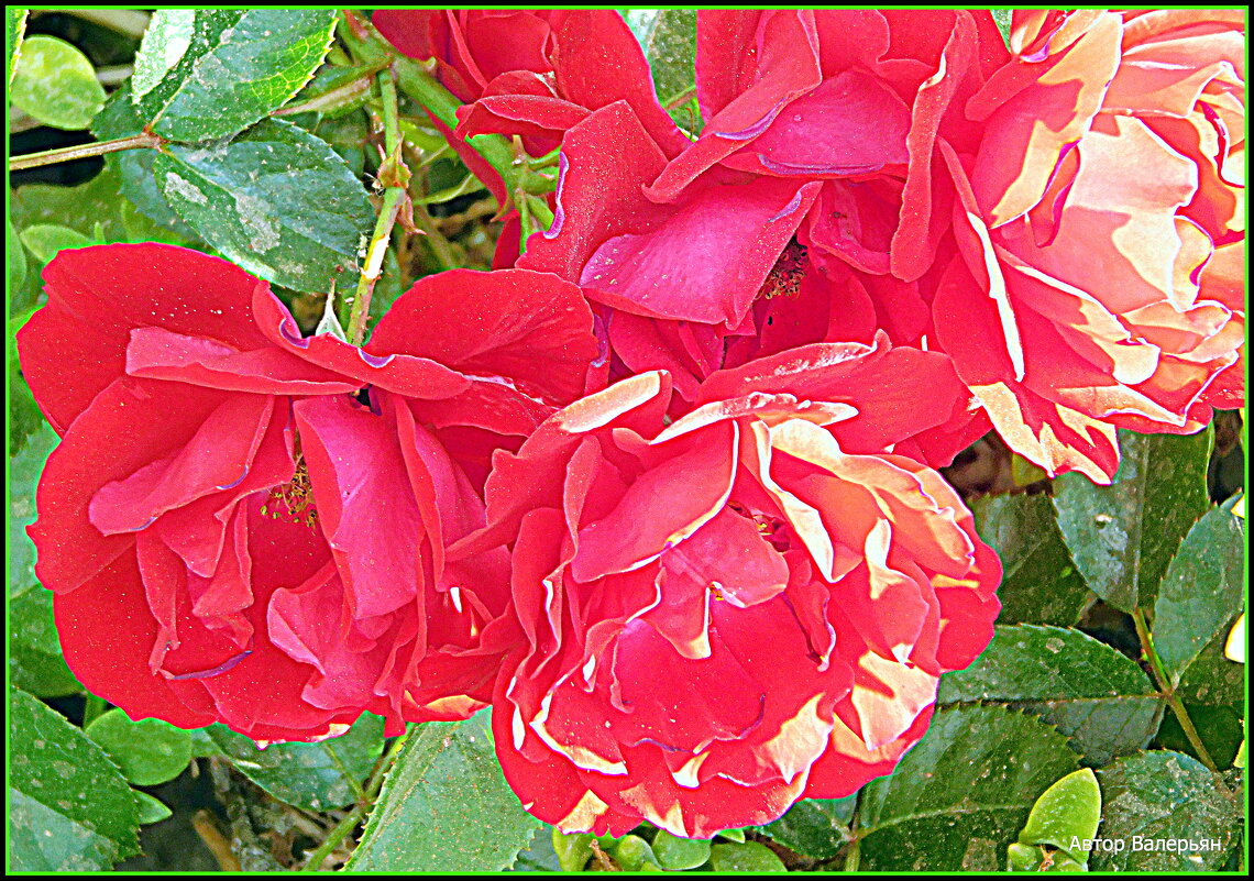 Розы. - Валерьян Запорожченко Розы. - Валерьян Запорожченко