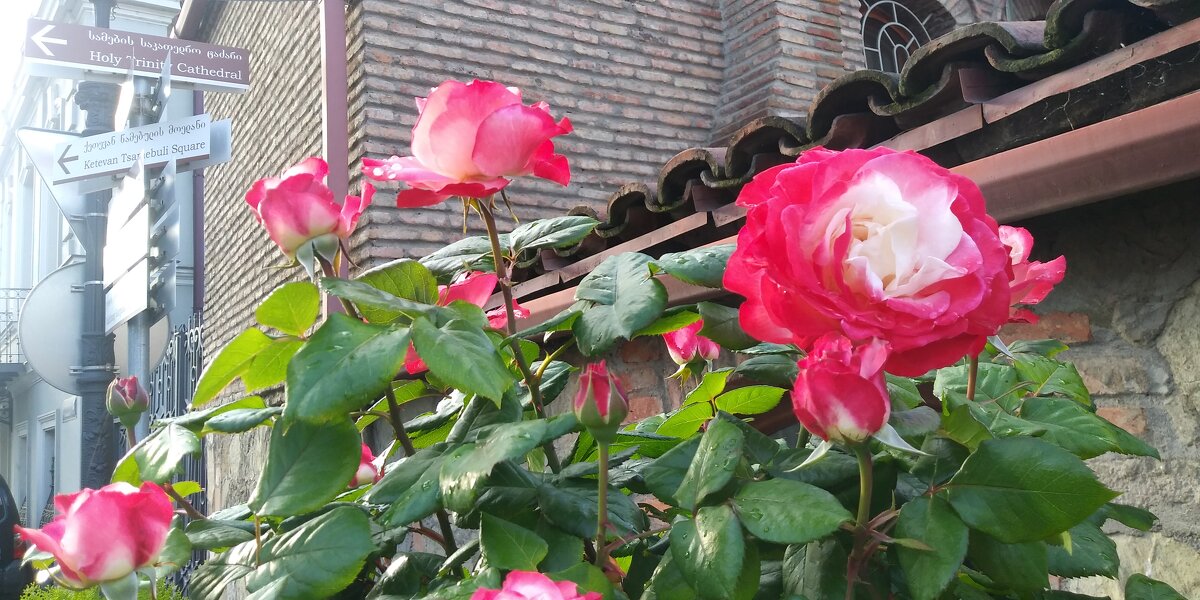 Май. - Елена Байдакова Май. - Елена Байдакова