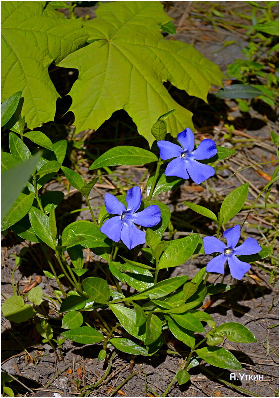 **** - Анатолий Уткин