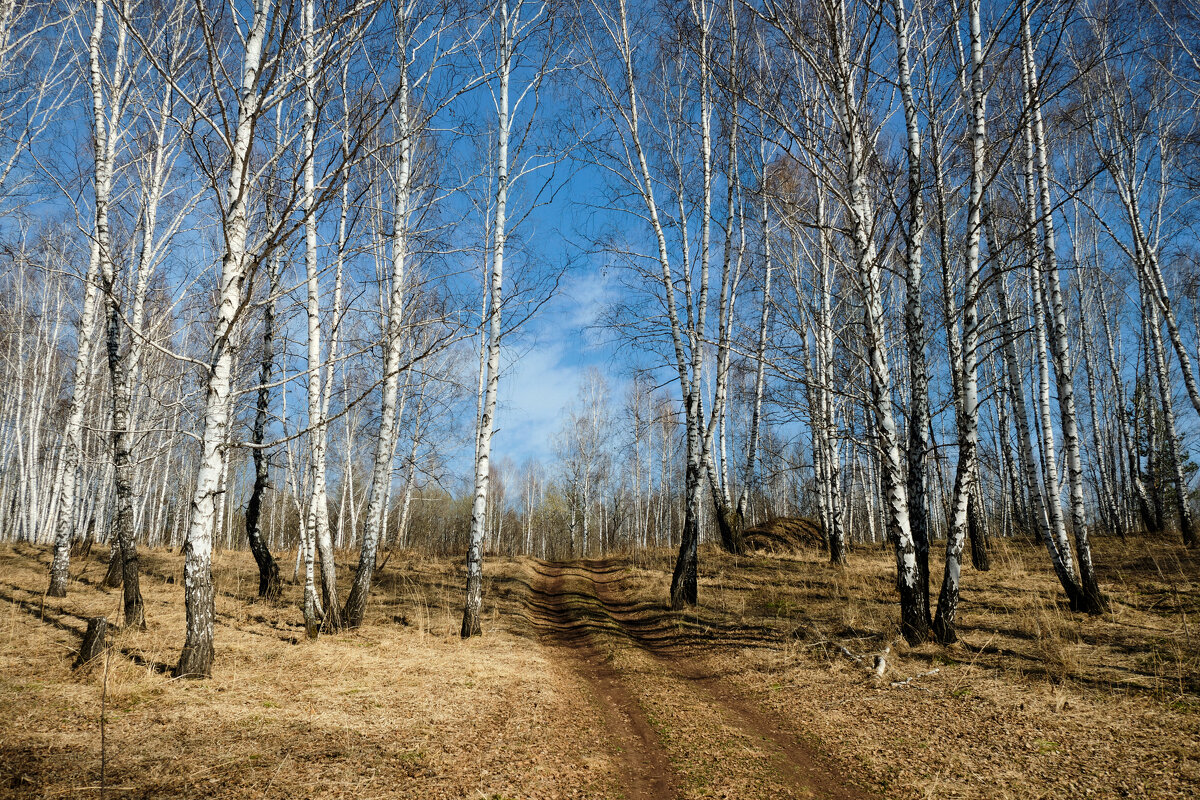 *** - Алексей Мезенцев