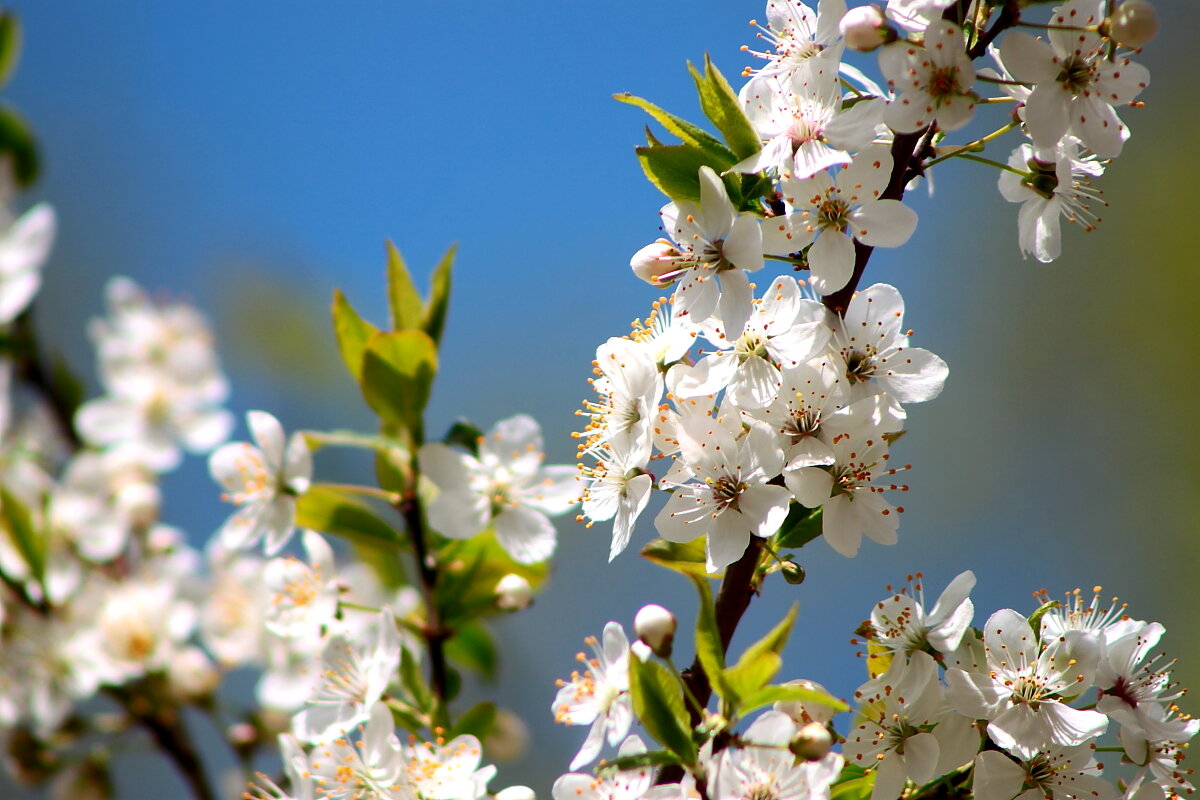 Мгновения Весны  Снято 7 мая  10 утра - олег свирский 
