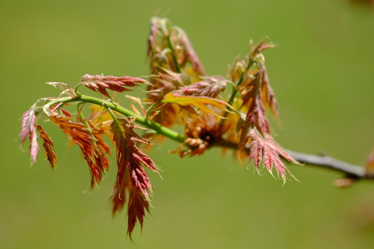 Quercus rubra Дуб красный неторопливо распускает листья - wea * Quercus rubra Дуб красный неторопливо распускает листья - wea *