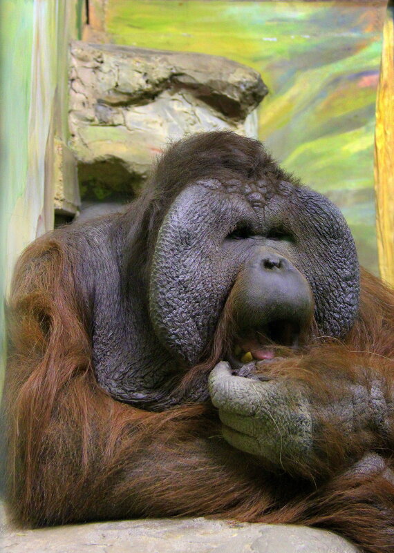 Балу - Vlad Сергиевич Балу - Vlad Сергиевич