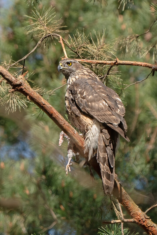 Тетеревятник с добычей - Viktor Makarov Тетеревятник с добычей - Viktor Makarov