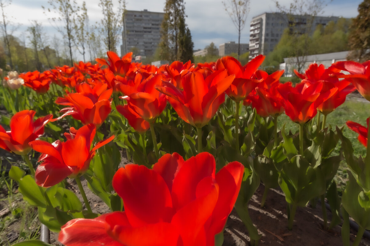 Городские цветы - Фотограф МК