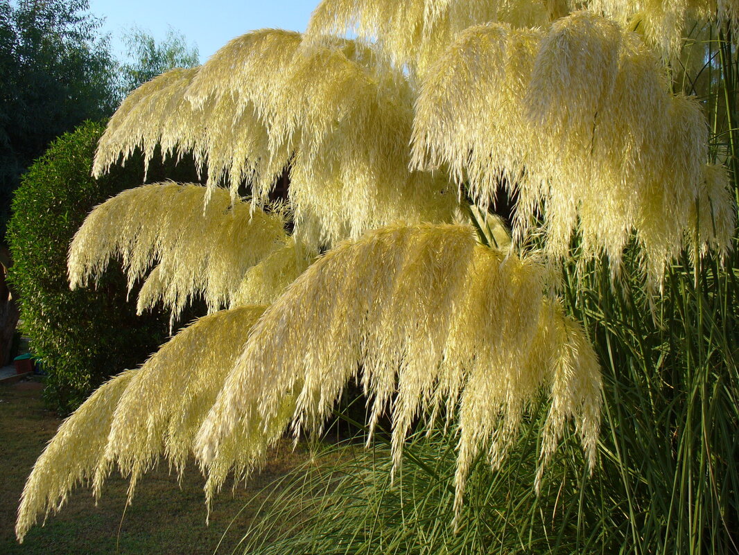 Украшение двора отеля - Людмила 
