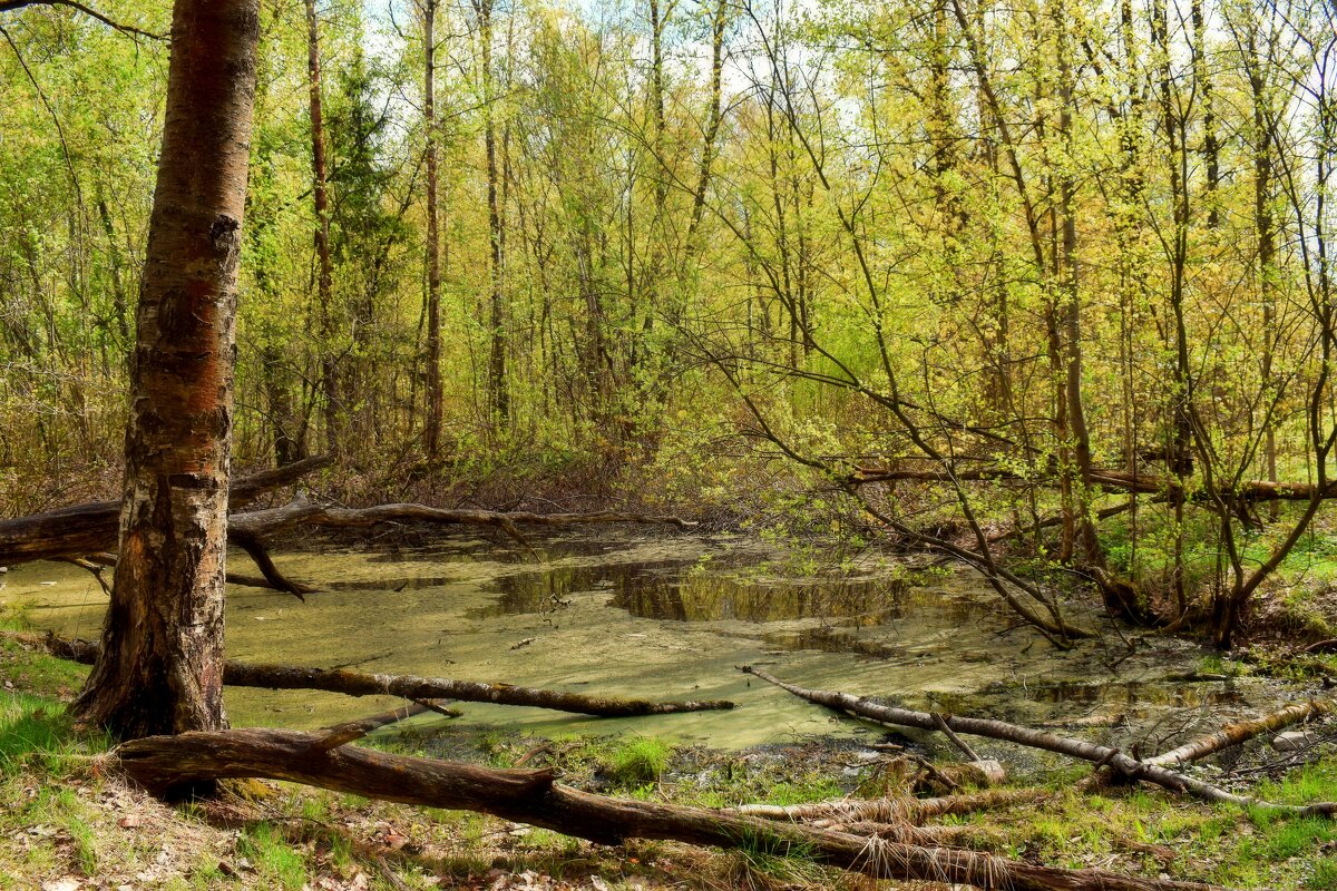Тишина тихого омута. - Татьяна Помогалова Тишина тихого омута. - Татьяна Помогалова