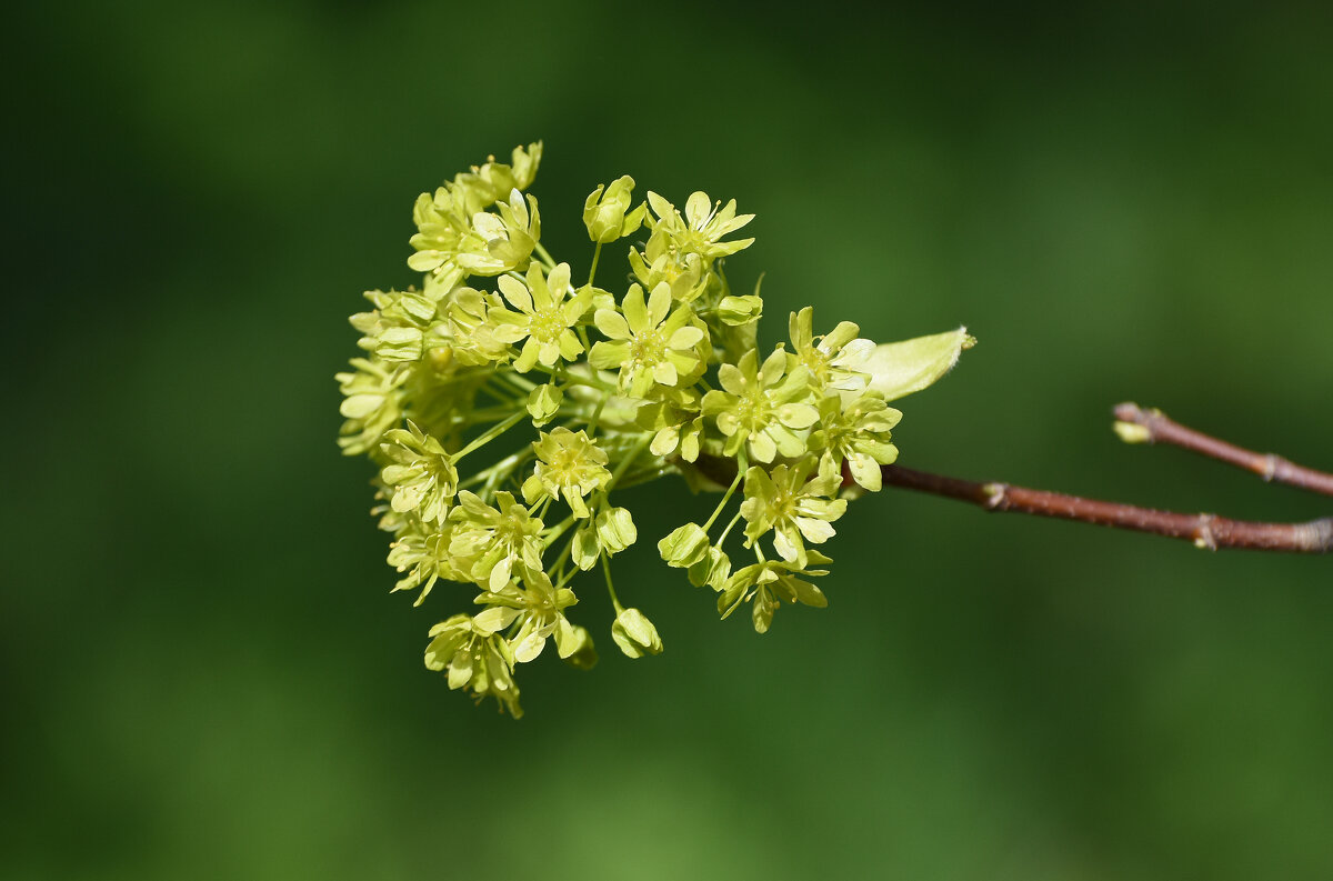 Москва. Парк 50-летия Октября. Весна. - Наташа ***** Москва. Парк 50-летия Октября. Весна. - Наташа *****