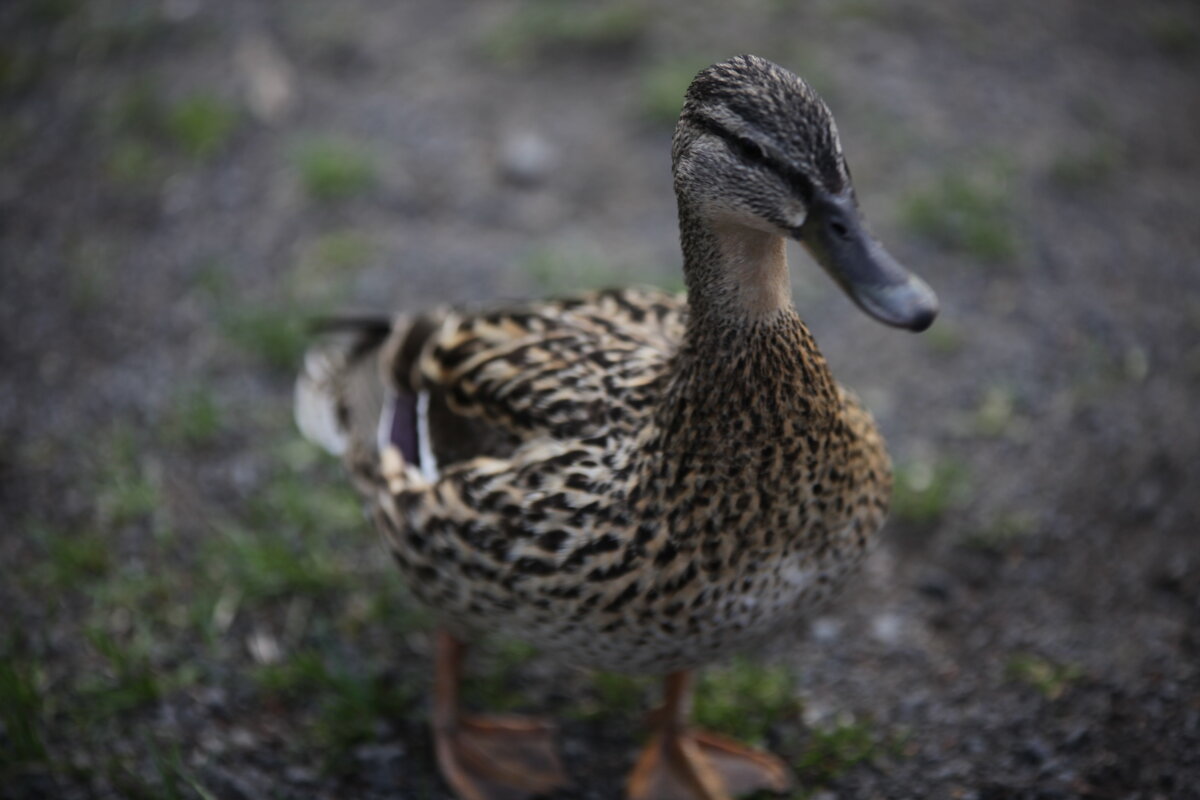 Утка - Татьяна Степанова Утка - Татьяна Степанова