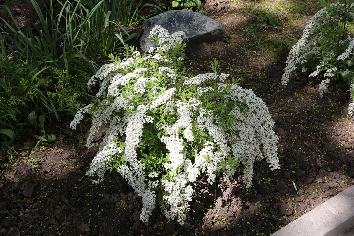 Спирея - Надежд@ Шавенкова