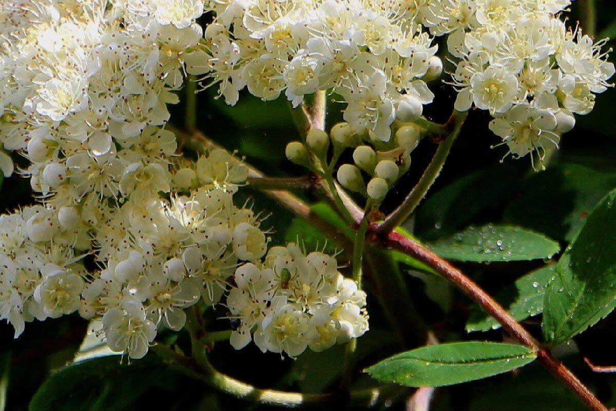 Великое в малом - Надежд@ Шавенкова Великое в малом - Надежд@ Шавенкова