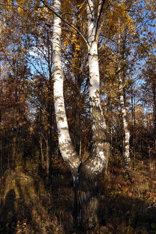 Березки. - Ирина Киямова