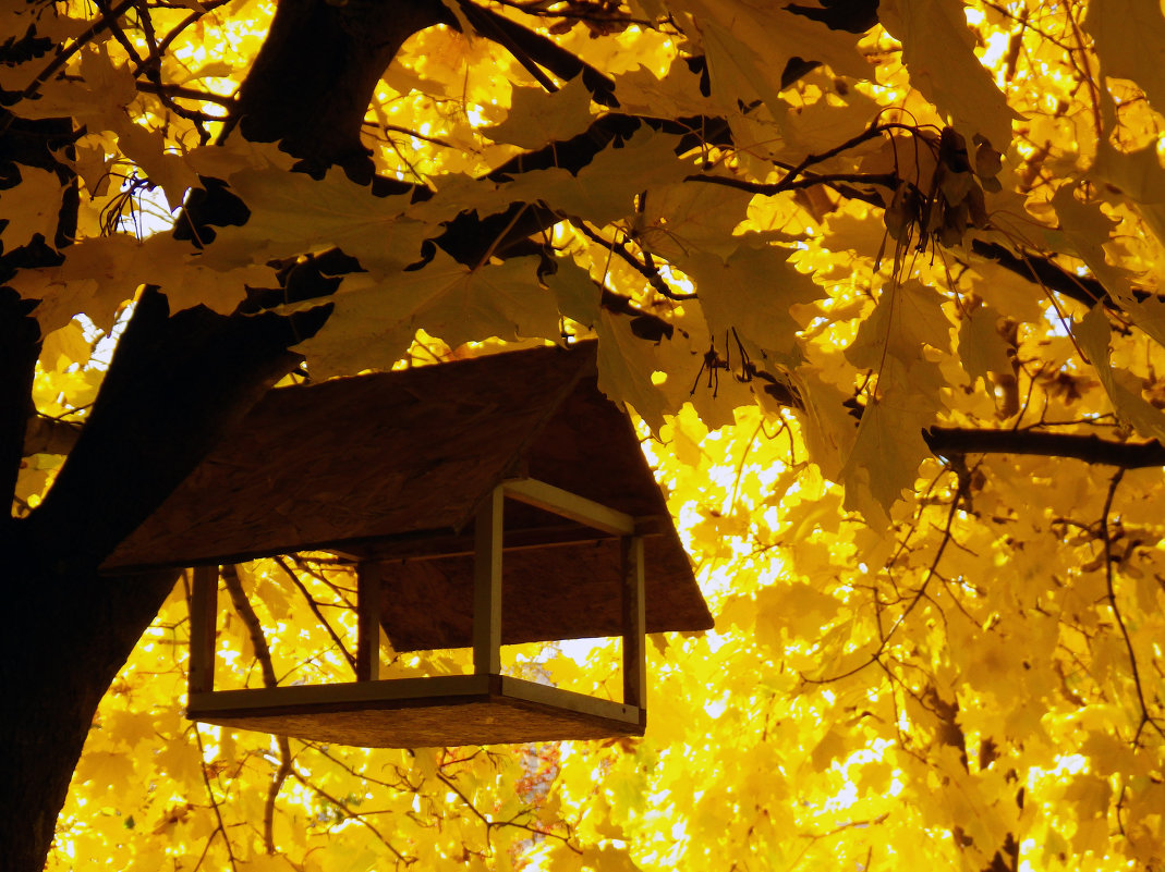 Осень. Все улетели... - Илья Строганов