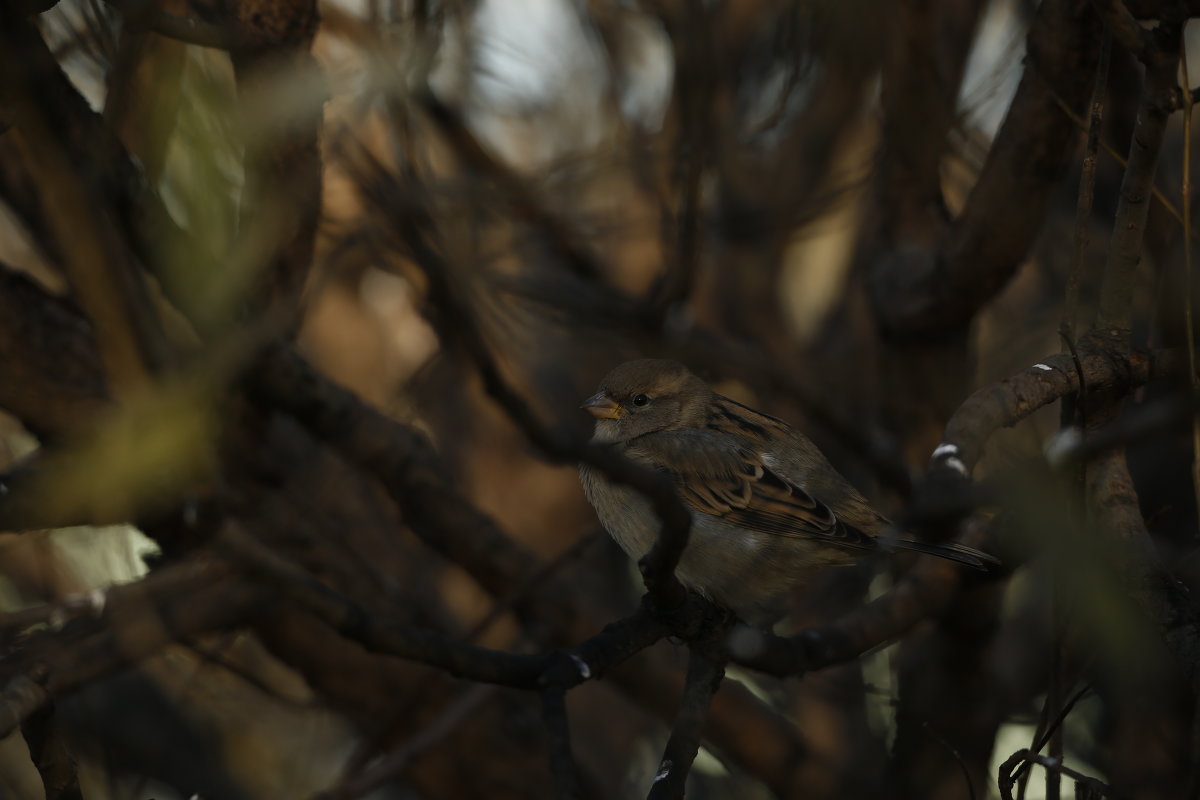 Застукали... - Лена *