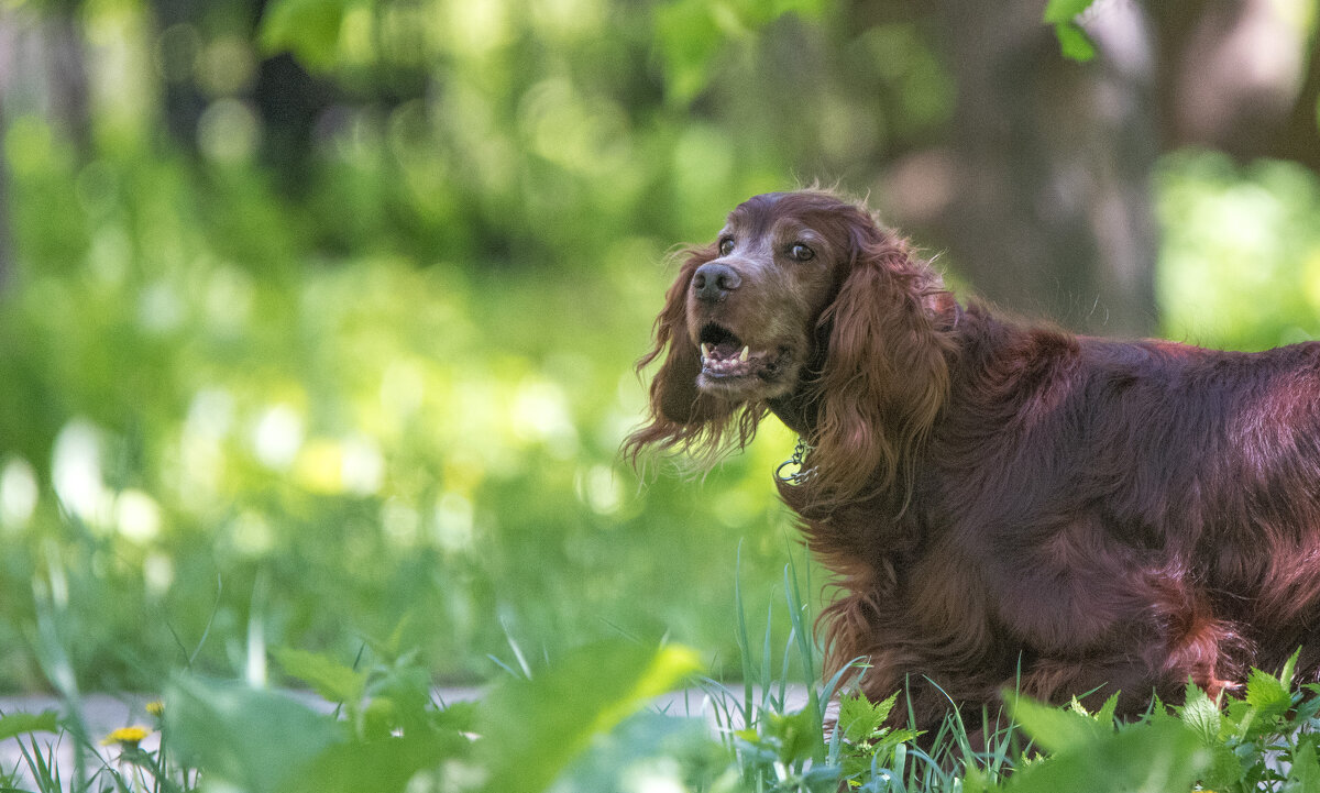 "А я не знакомлюсь с незнакомцами в лесу!" - Владимир Безбородов
