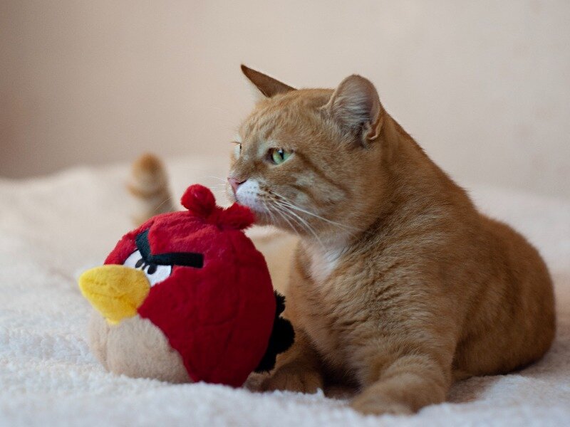 Близнецы. Дубль 2. - Лихо Одноглазое 