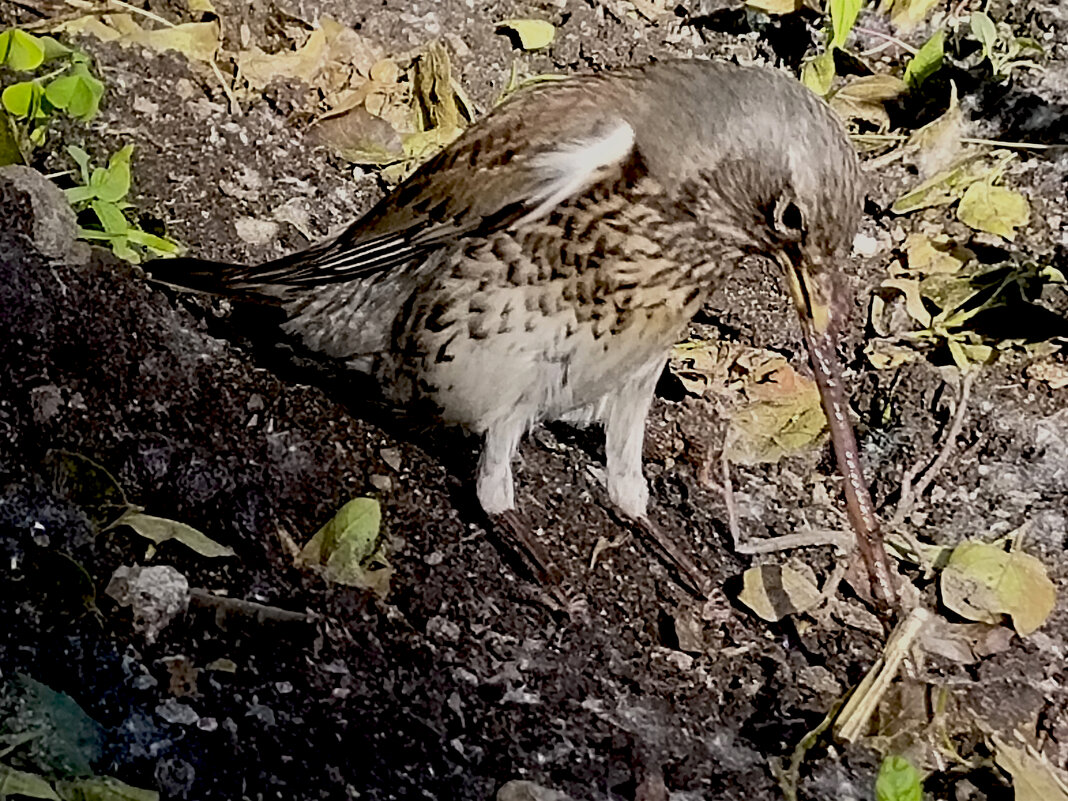 Удачная охота - Юлия 