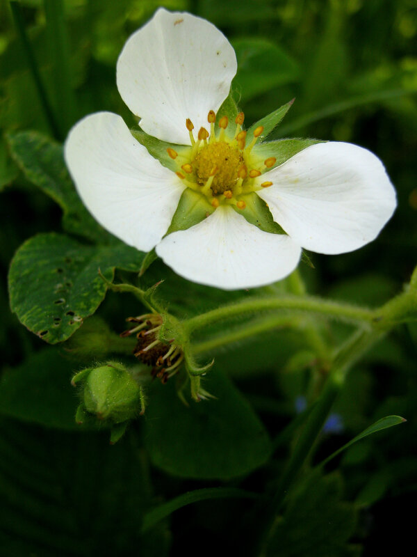 Навстречу Солнцу!!! - Радмир Арсеньев