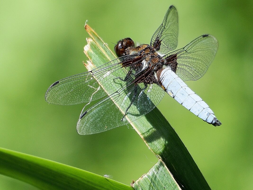 Libellula depressa Стрекоза плоская, или стрекоза плоскобрюхая - wea *