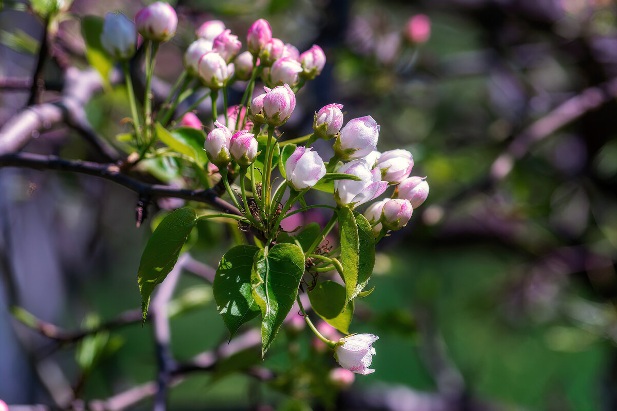 *** - Виктор Иванович Чернюк *** - Виктор Иванович Чернюк