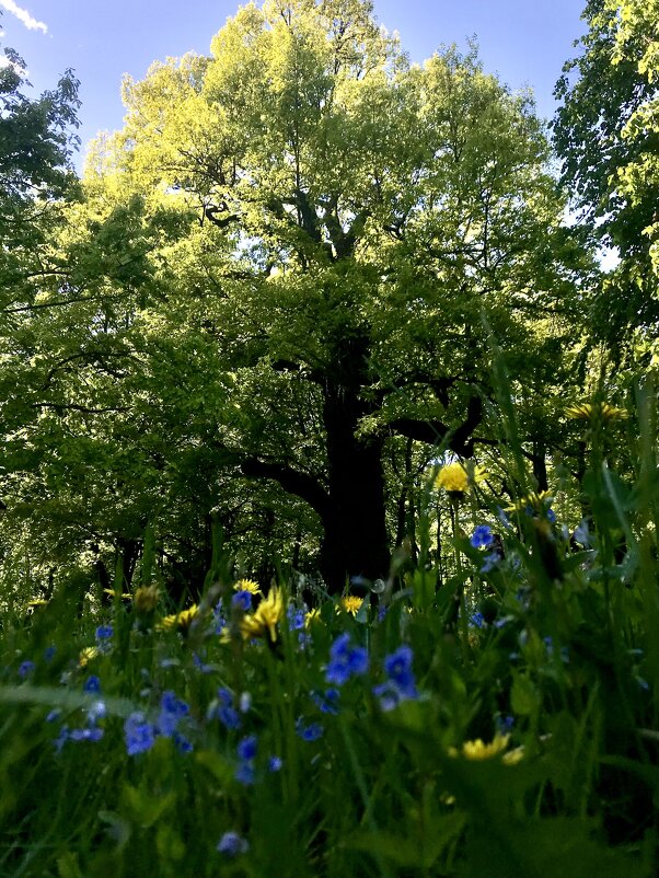 Прогулка по Коломенскому - Петровский дуб - Pippa 