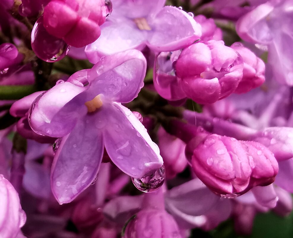 После дождя - Александра В. После дождя - Александра В.