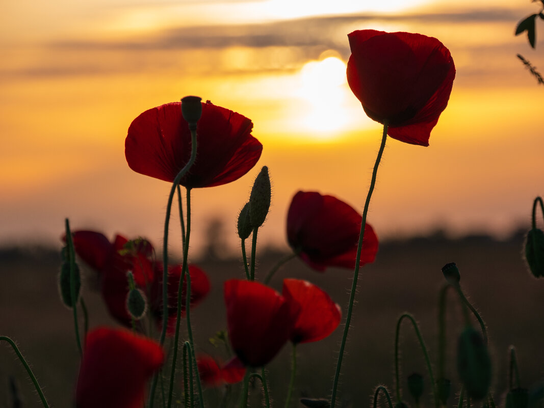 Вечер в крымской степи. - Андрей Козлов