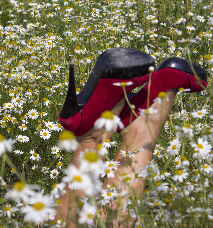 ромашковый гламур - Sergey K ромашковый гламур - Sergey K