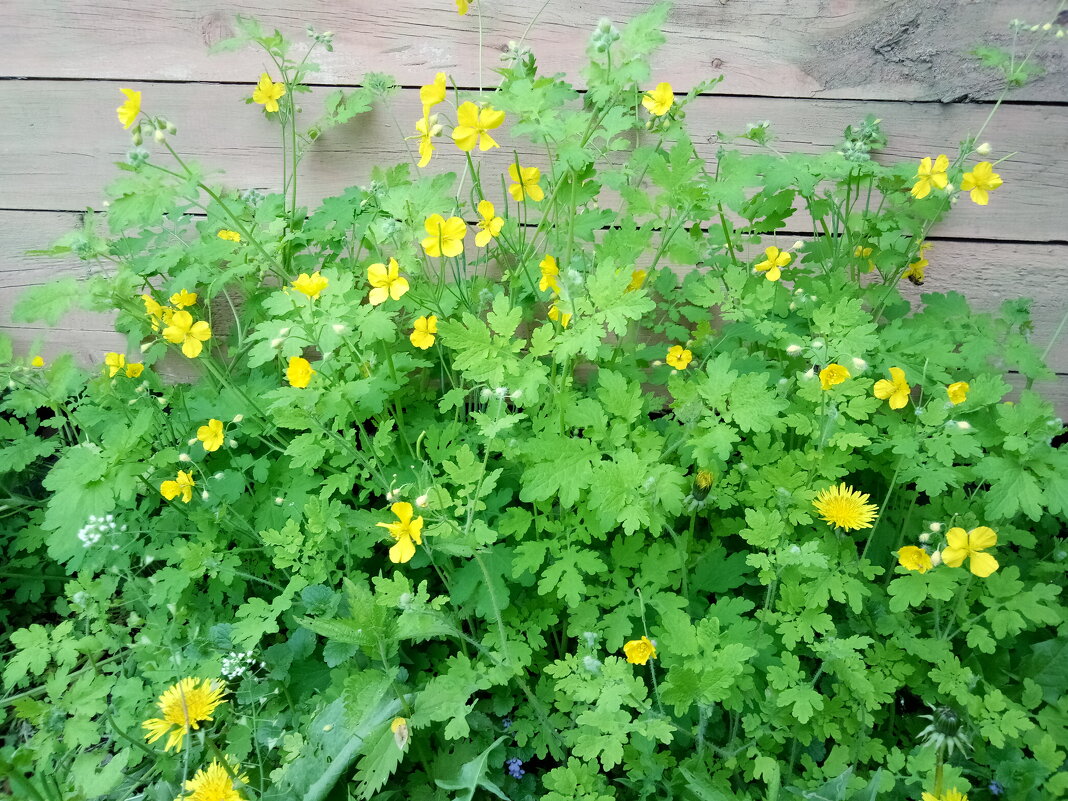 ЧИСТОТЕЛ ! - Татьяна Тумина ЧИСТОТЕЛ ! - Татьяна Тумина