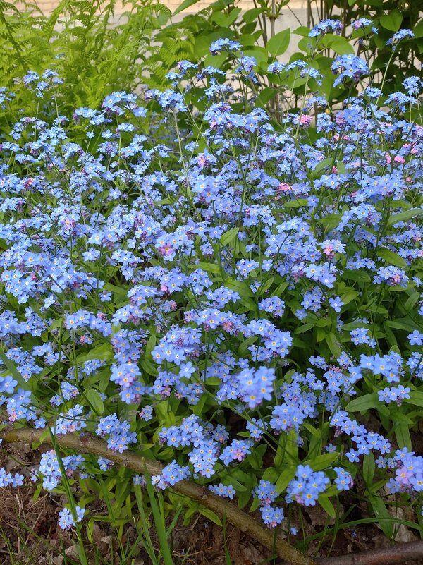 Незабудки. - Татьяна Ф * Незабудки. - Татьяна Ф *