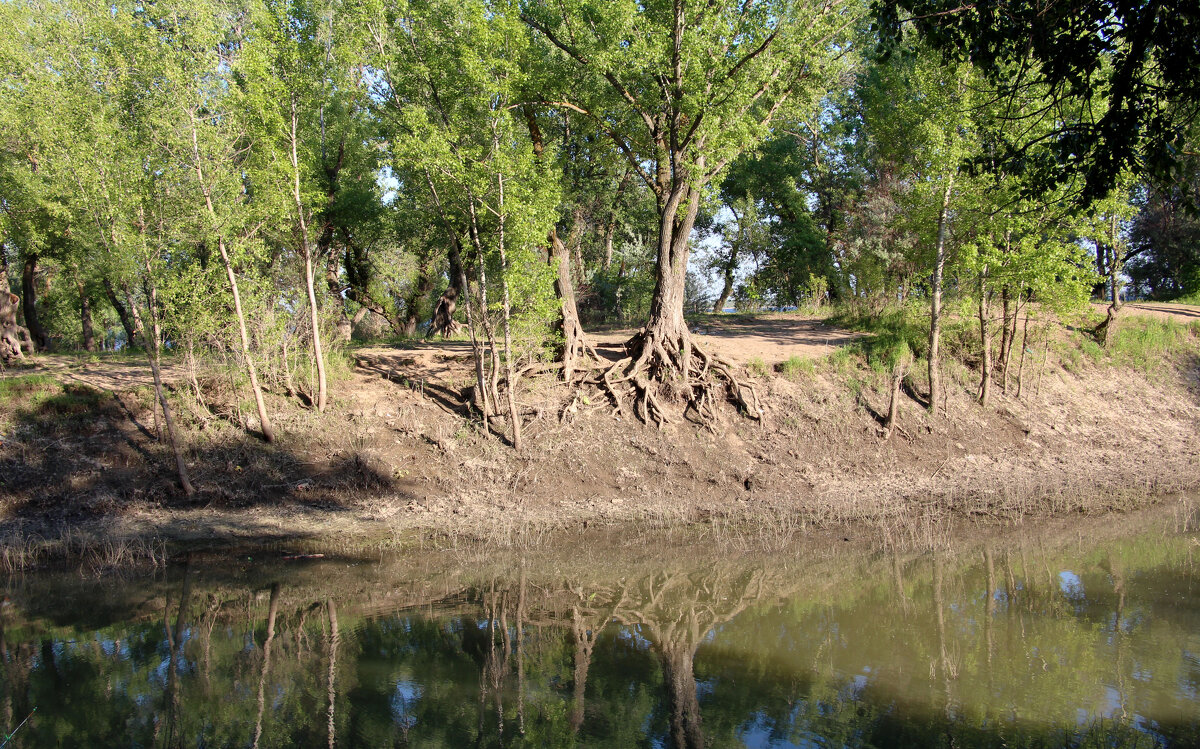 Корни - Dr. Olver ( ОлегЪ )