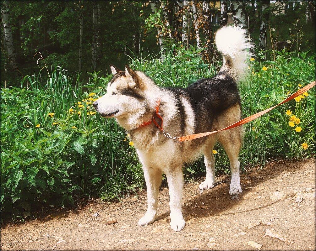 маламут..Джерри... - Александр Шимохин маламут..Джерри... - Александр Шимохин