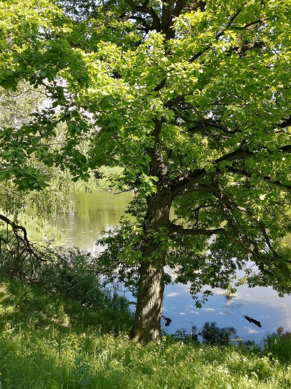 весна - Владимир Холодницкий