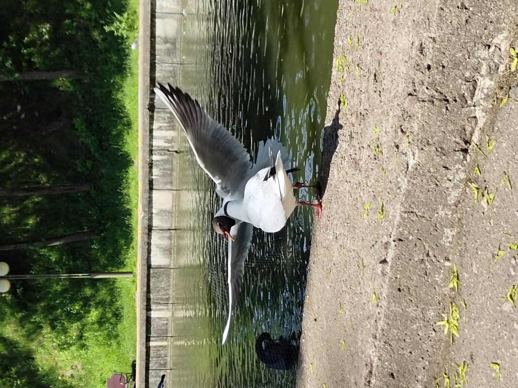 Встреча двух чаек - Юлия Встреча двух чаек - Юлия
