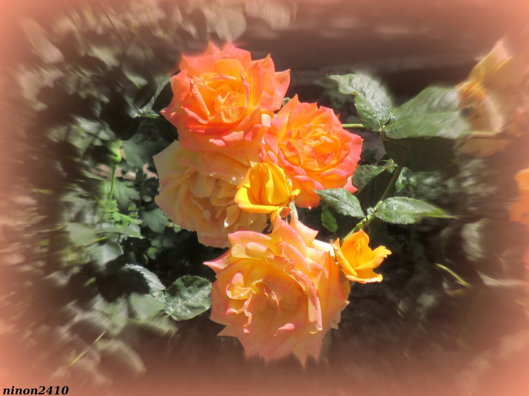 Розы - Нина Бутко Розы - Нина Бутко