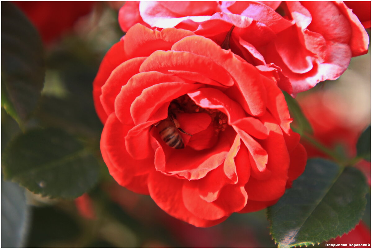 цветы - Владислав Воровский 