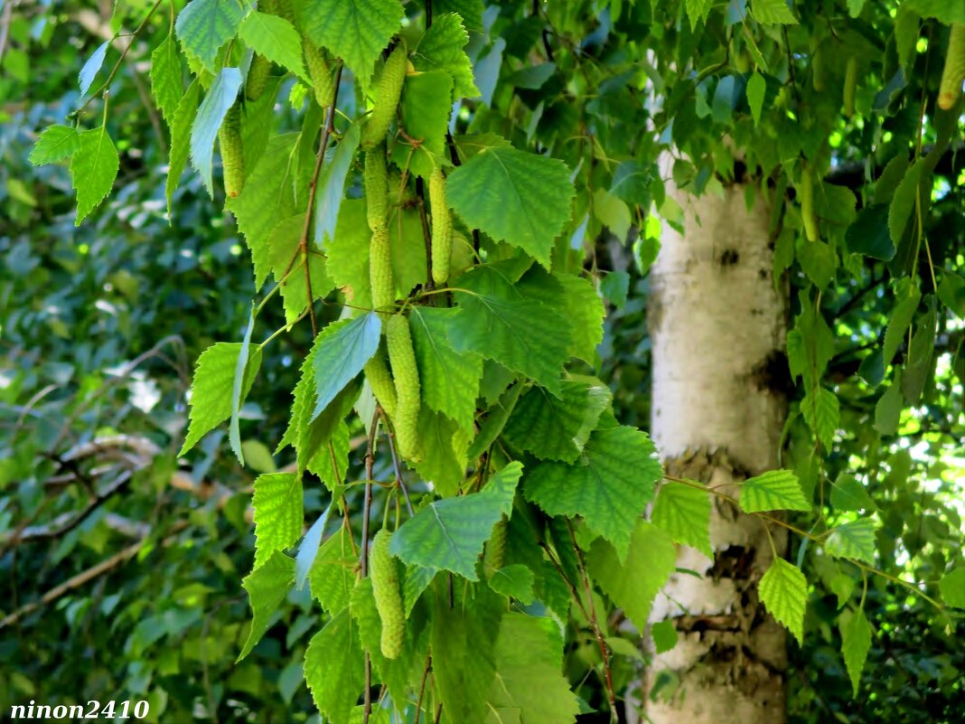 Лето - Нина Бутко