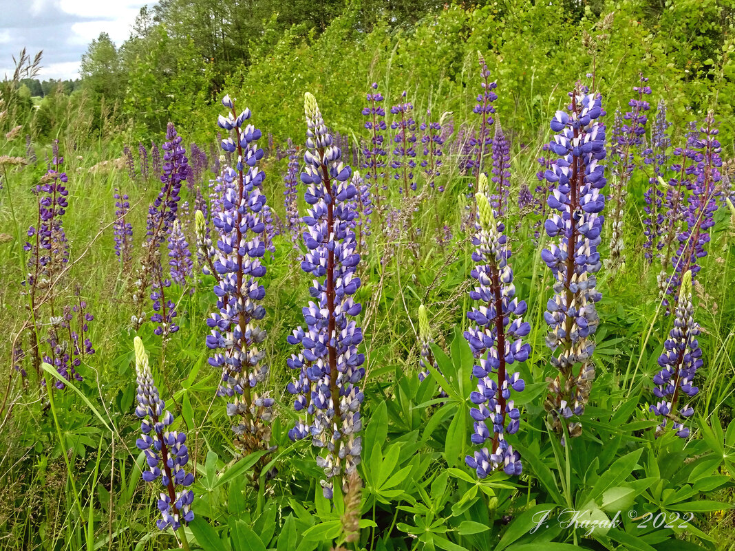 *** - Елена Kазак (selena1965)