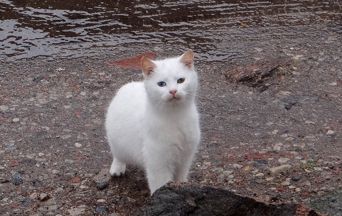 Любопытство - Антонина Гугаева Любопытство - Антонина Гугаева
