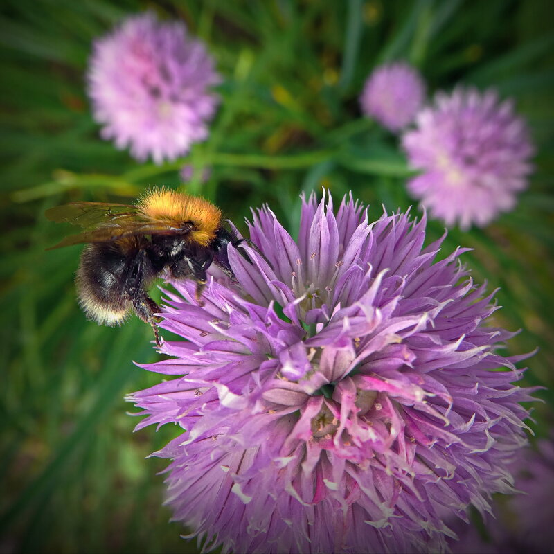 В саду дома... - Владимир Шошин